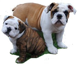 AKC Registered Ohio English Bulldog Puppies Breeders