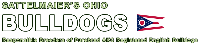 AKC Registered Ohio English Bulldog Puppies Breeders