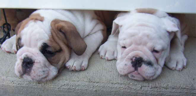 English Bulldog Puppies